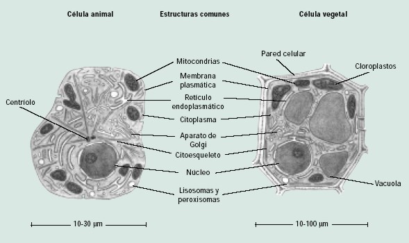 celula vegetal partes. Las células vegetales tienen