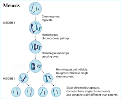 Fases gráficas de la meiosis